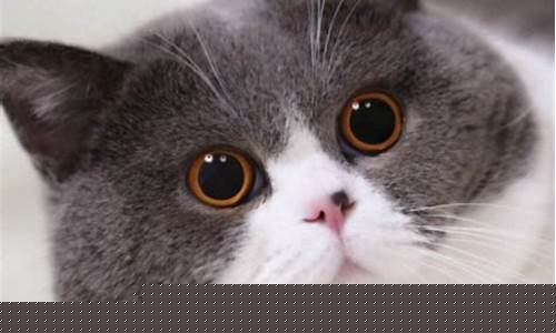 蓝猫蓝金价格走势_蓝猫蓝金价格走势