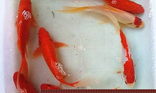 大红草金价格多少_红草金为什么不值钱