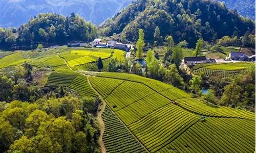 湖南湘西茶籽油价_湖南茶籽油品牌排行