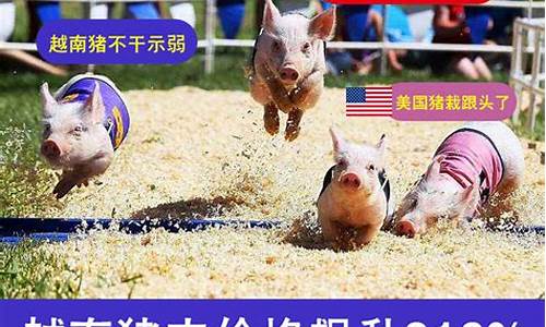 越南猪肉基金价格查询_越南猪肉基金价格