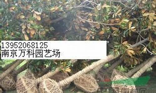 十五公分草金价格_草金 多大