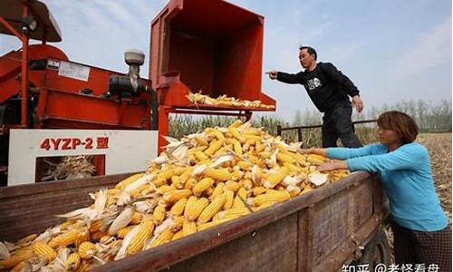 猪肉价格跌为什么股票会涨_猪肉价跌了油价却涨了