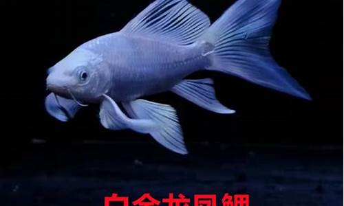 锦鲤白金价钱多少钱_锦鲤白金价钱多少