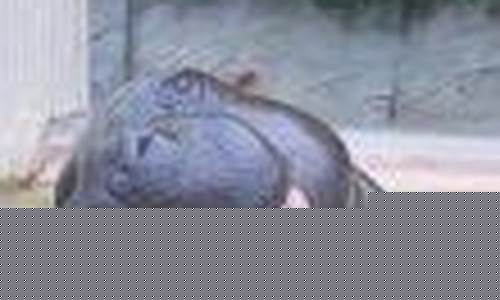 昌乐金价哪里便宜些_昌乐金价哪里便宜些呢