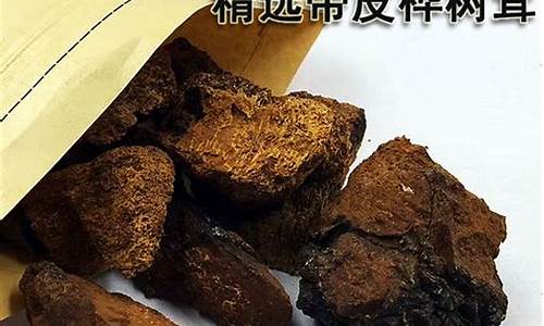 桦树茸黑金和桦树茸区别_桦树茸黑金价格多少钱一斤