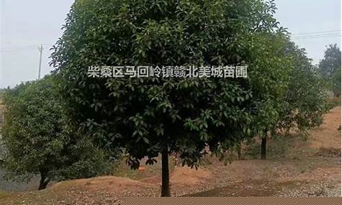 九江市黄金回收哪家好_九江哪里金价便宜