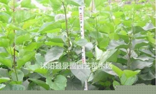辉县92号汽油今日价格_辉县汽油价格哪家低一点