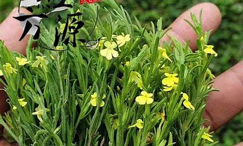 广西独脚金价格多少_缅甸独脚金和广西独脚金有什么区别的