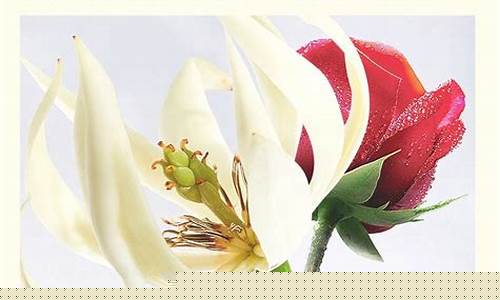 白兰花护肤油价格表_白兰花护肤油价格