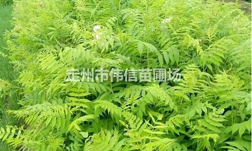 定州哪里的金价便宜_定州黄金多少钱一克